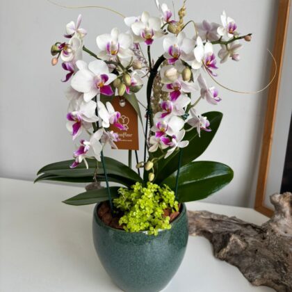 Mini Orquídea em Vaso de Cerâmica