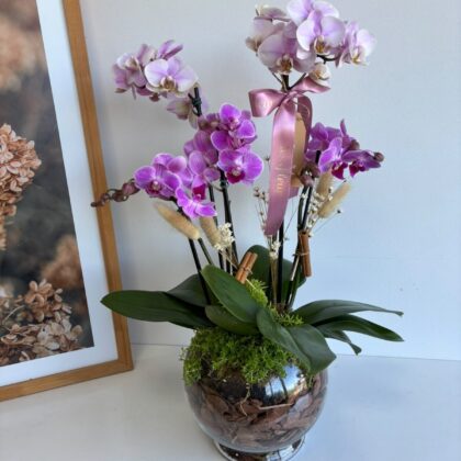 Mini Orquídeas en Acuario de Vidrio