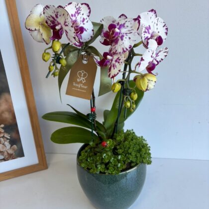 Orquídea Rosa Mixta en Cerámica Importada
