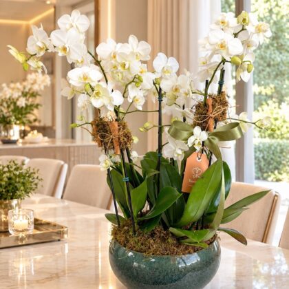 Centro de Mesa Holandês Verde com Mini Orquídeas