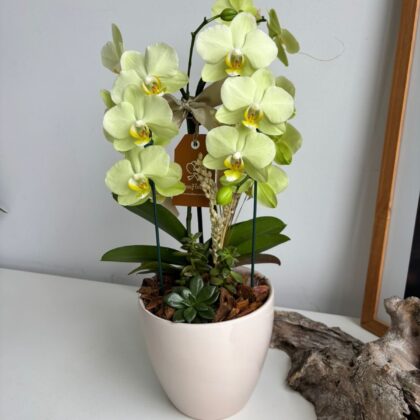 Mini orquídea morada en cerámica blanca holandesa