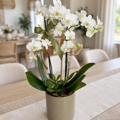 Mini Orquídea Branca em Cerâmica Oliva Holandesa