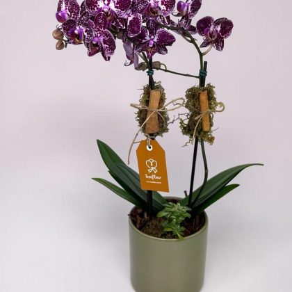 Mini Orquídea em Cerâmica Holandesa