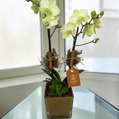 Mini Orquídea Amarilla en Cubo de Vidrio