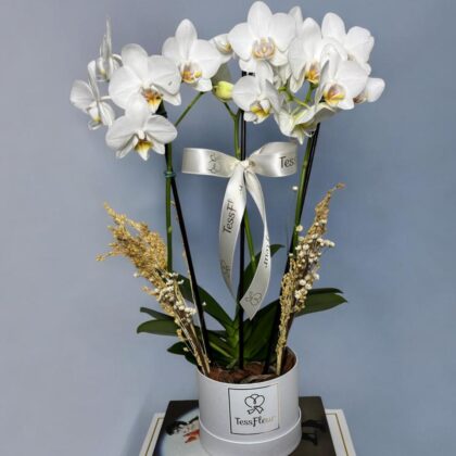 Mini Orquídea en la Caja