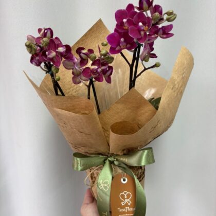 Mini Orquídea Decorada