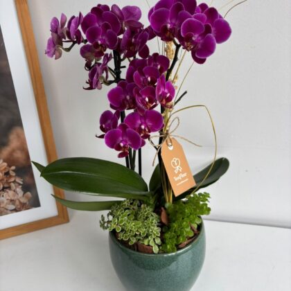 Mini Orquídea Morada en Jarrón de Cerámica