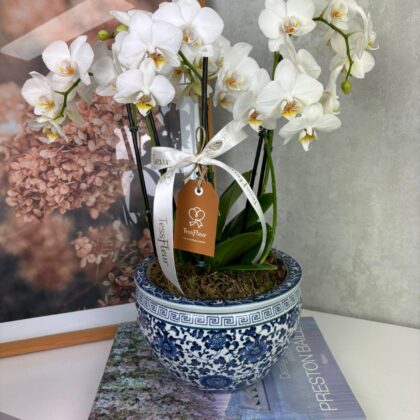 Maceta Mini Orquídeas de Porcelana Oriental G