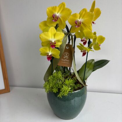 Mini Orquídea Amarilla en Jarrón de Cerámica