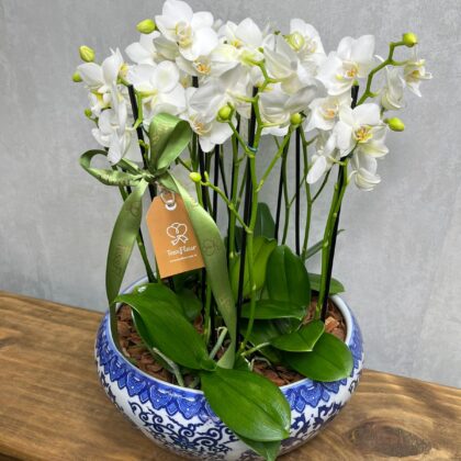 Centro de Mesa Oriental con Mini Orquídeas Blancas ESPECIAL