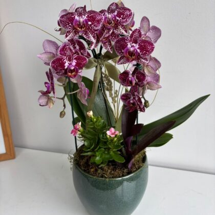 Mini Orquídea en Jarrón de Cerámica