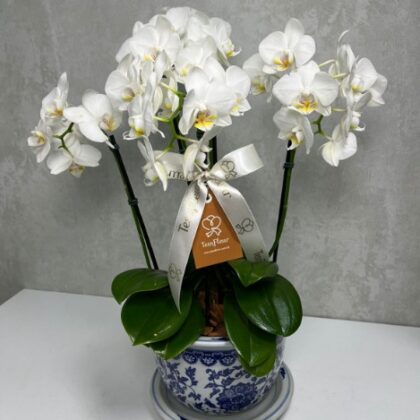 Mini Orquídea 04 Tallos en Florero Oriental