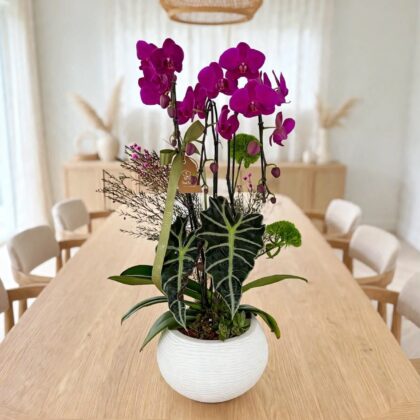 Orquídea Premium 02 Tallos Marcelo Almeida Roxa