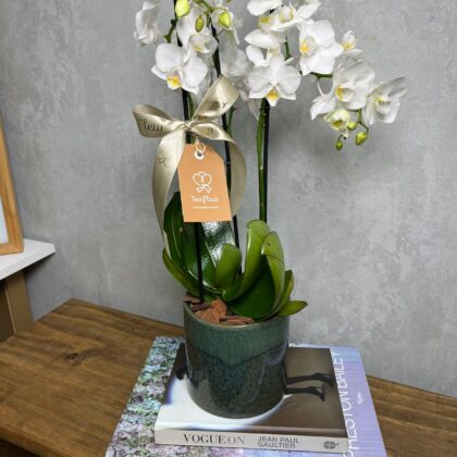 Mini Orquídea Cerámica Blanca Musgo Holandés