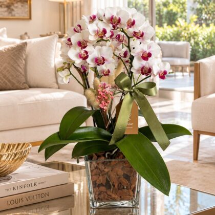 Mini Orquídeas em Cubo de Vidro