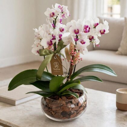 Aquário de Vidro com mini Orquídeas